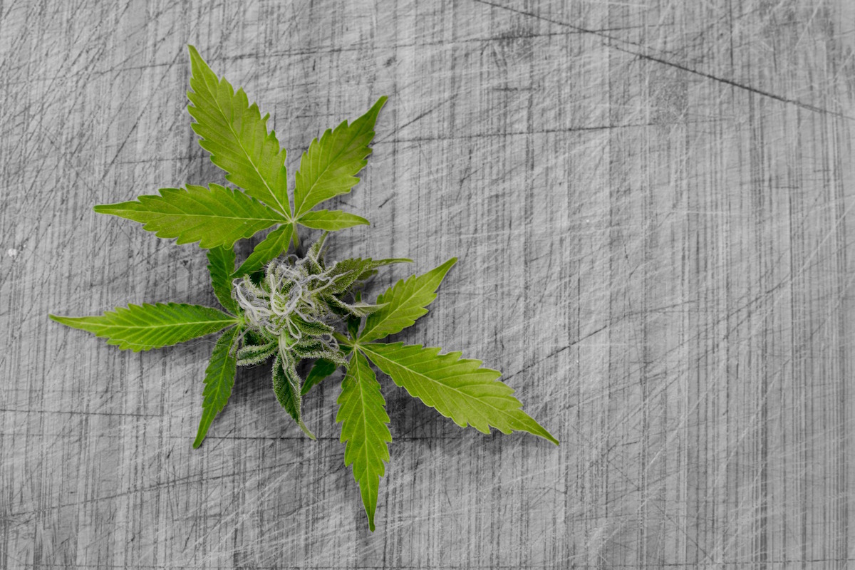 Cannabis